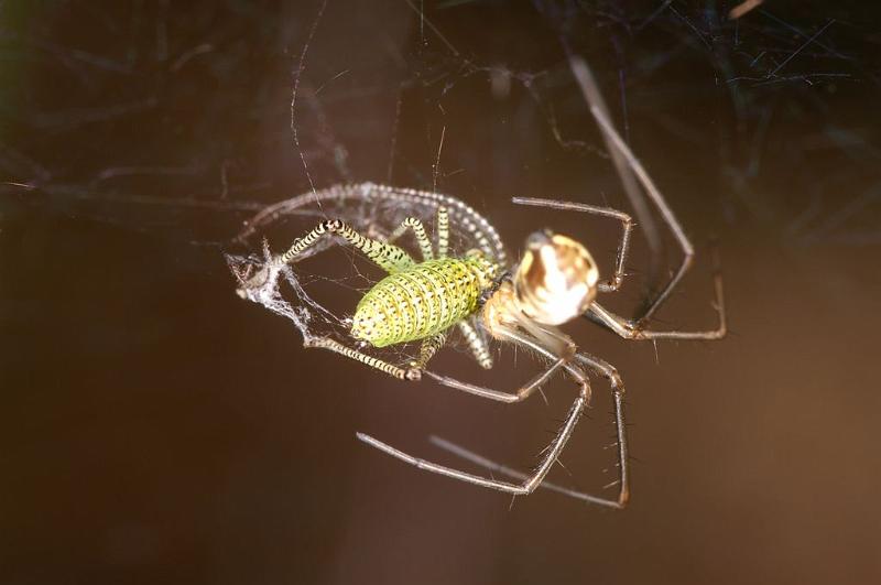 Linyphia_triangularis_D6089_Z_88_Les Gris_Frankrijk.jpg